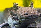 Scientists Have Identified a New Fossil Species of Axolotl in Mexico