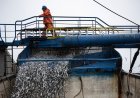 El Niño Is Already Wreaking Havoc on Pacific Fisheries