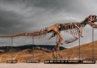 Sotheby’s Big T. Rex Auction Raises Concerns Hype and Wealth Are Upending Science