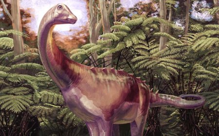 Fossil found in drawer turns out to be first dinosaur bone from Antarctica