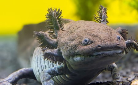 Scientists Have Identified a New Fossil Species of Axolotl in Mexico