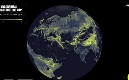 There’s a Global Network of Fungi Under Your Feet. This Is the First Complete Map