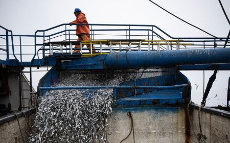 El Niño Is Already Wreaking Havoc on Pacific Fisheries