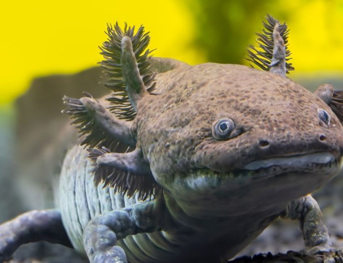 Scientists Have Identified a New Fossil Species of Axolotl in Mexico