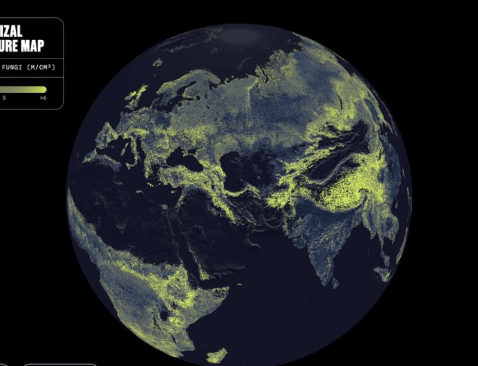 There’s a Global Network of Fungi Under Your Feet. This Is the First Complete Map