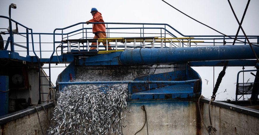 El Niño Is Already Wreaking Havoc on Pacific Fisheries